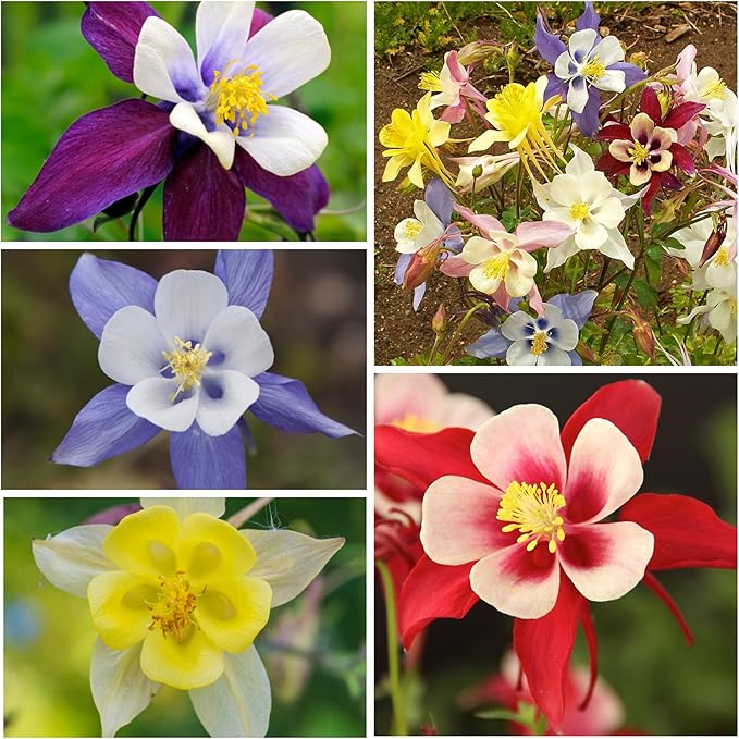 Seed Needs Giant Star Columbine Seeds for Planting Mckana's Mixture - Heirloom & Open Pollinated Colorful Flowers That Attract Pollinators/Butterflies (2 Packs)