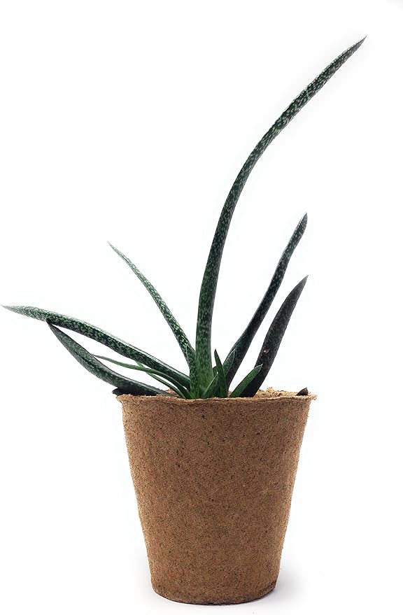 Plant Starter Peat Pots - 30 Pack of 3 Inch Pots for Your Garden, Greenhouse or Nursery - Ideal for Organic Seed Planting & Gardening