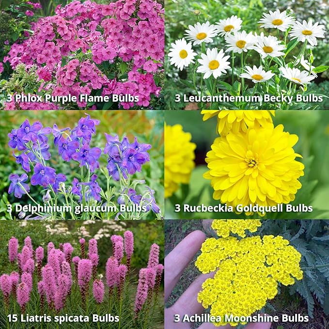 Complete Perennial Pollinator Flower Bulb Garden - 30 Bulbs for 50 Days of Continuous Blooms (Summer Color from July Through October) - Easy to Grow Summer Planting Bulbs by Willard & May