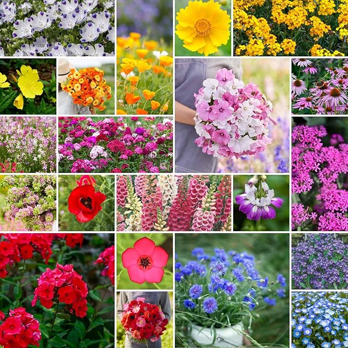 Eden Brothers Partial Shade Wildflower Mixed Seeds for Planting, 1 lb, 480,000+ Seeds with Sweet William, Foxglove | Attracts Pollinators, Plant in Spring or Fall, Zones 3, 4, 5, 6, 7, 8, 9, 10