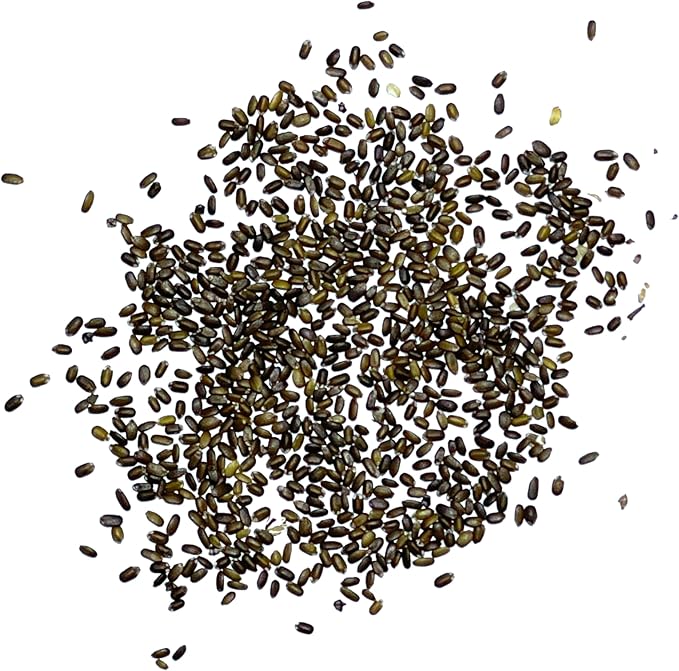 Seed Needs Panorama Mixed Bee Balm Seeds for Planting - Heirloom & Open Pollinated Perennial - Mixture of Colorful Flowers to Grow a Butterfly Garden (1 Pack)
