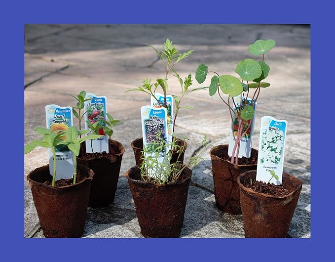 Butterfly Garden Flower Seed Starter Kit- Grow 6 Types of Wildflower Seeds Sized for Flower Pots- Nasturtium, Zinnia, Cosmos, Dwarf Sunflower, Baby Snapdragon and Candytuft