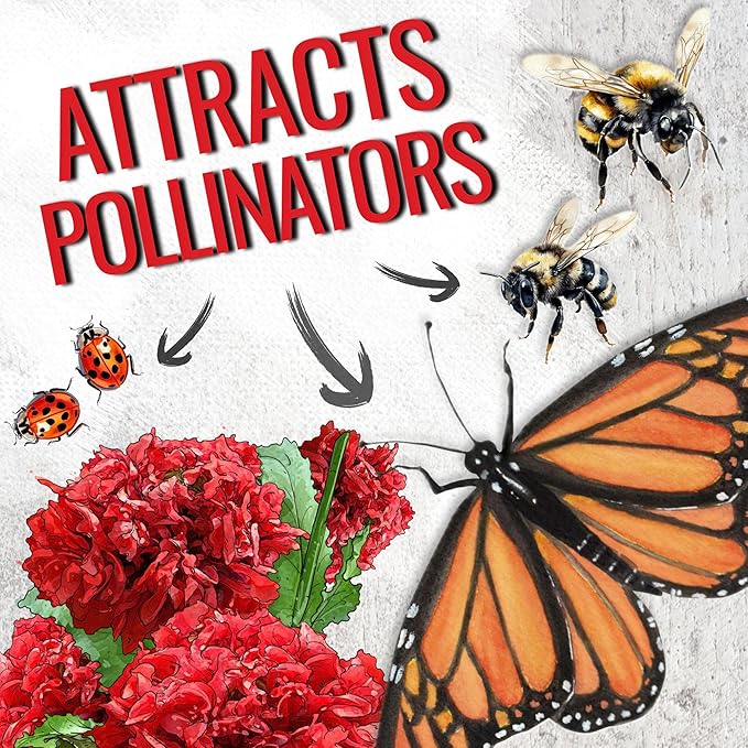 Seed Needs Scarlet Peony Poppy Seeds for Planting - Heirloom & Open Pollinated Annual Flowers - Red Ruffled Blooms to Attract Butterflies to the Garden (1 Pack)
