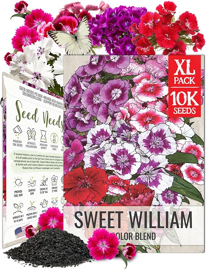 Seed Needs Sweet William Seeds for Planting Dianthus Flowers - Heirloom & Open Pollinated Annual Wildflower Seed Mix to Attract Butterflies, Bees & Other Pollinators to a Butterfly Garden (XL Pack)