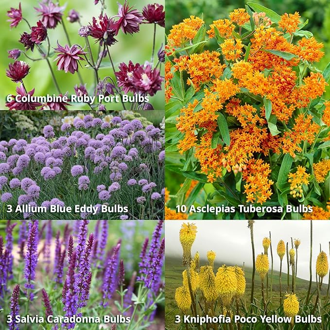 Complete Sunny Perennial Pollinator Flower Bulb Garden - 25 Bulbs for 50 Days of Continuous Blooms (Summer Color from July Through October) - Easy to Grow Summer Planting Bulbs by Willard & May