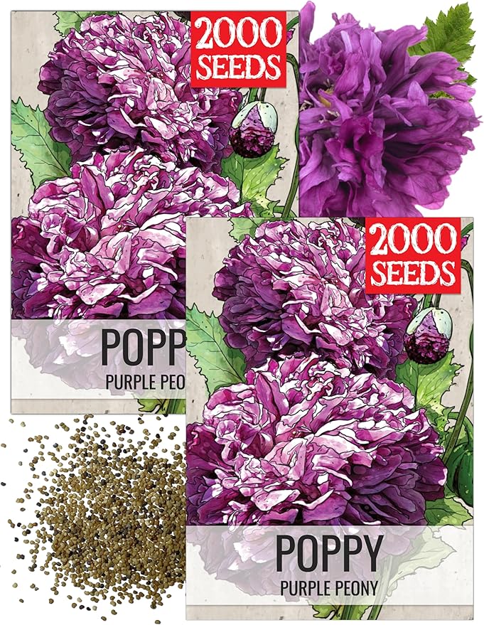 Seed Needs Purple Peony Poppy Seeds for Planting Poppies - Heirloom & Open Pollinated Violet Flowers to Attract Butterflies & Pollinators to a Butterfly Garden (2 Packs)