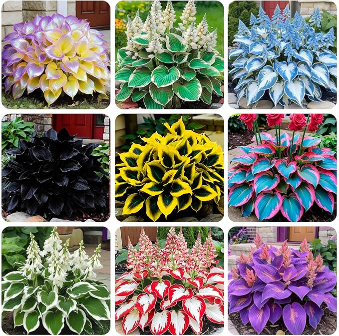 220+ Mixed Rare Hosta Seeds for Planting-Attract Pollinators Perennial Garden Decoration