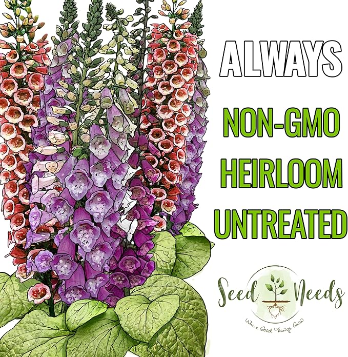 Seed Needs Foxglove Seeds for Planting Excelsior Mix Fox Glove - Heirloom & Open Pollinated Flowers to Plant an Outdoor Butterfly Garden with Colorful Wildflowers (5 Packs (25,000 Seeds))