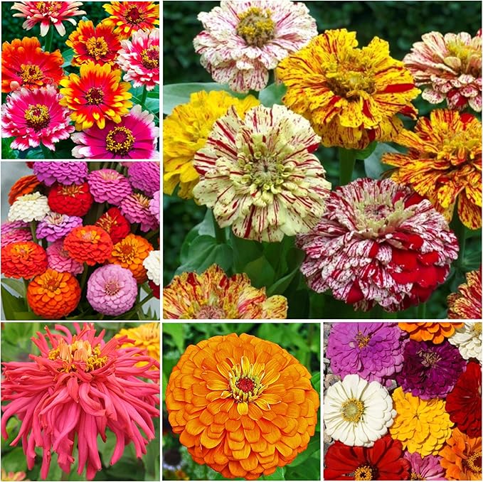 Seed Needs Zinnia Seeds 15+ Varieties Specialty Crazy Blend | 1,000+ Seeds Zinnia Elegans Open Pollinated | Includes California Giants, Candystripe & State Fair Species | Bulk