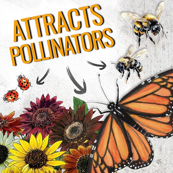 Seed Needs Sunflower Seeds to Plant The Original Crazy Blend | 500+ Heirloom Seeds 15+ Varieties Open Pollinated & Untreated | XL Packet Multicolored Blooms Flower Seed