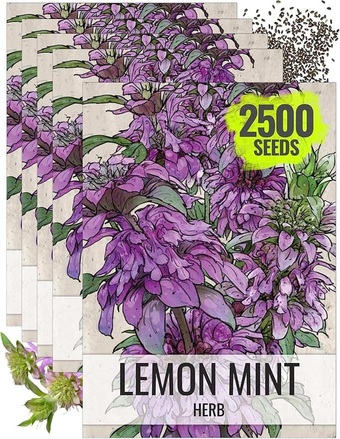 Seed Needs Lemon Mint Seeds for Planting Monarda citriodora Herbs - Grow a Non-GMO Heirloom & Untreated Medicinal Herb Garden Indoors or Outdoors - Popular in Herbal Tea (5 Packs)