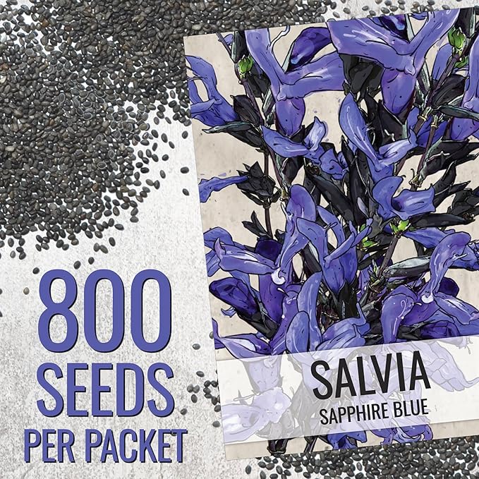 Seed Needs Sapphire Blue Sage Seeds for Planting - Heirloom & Open Pollinated Salvia - Grow a Butterfly Garden with Perennial Flowering Plants (1 Pack)