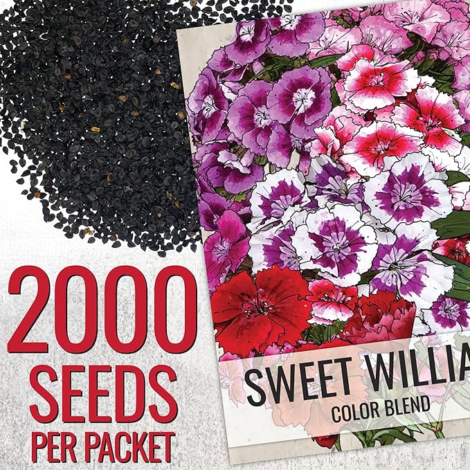 Seed Needs Sweet William Seeds for Planting Dianthus Flowers - Heirloom & Open Pollinated Annual Wildflower Seed Mix to Attract Butterflies, Bees & Other Pollinators to a Butterfly Garden (5 Packs)
