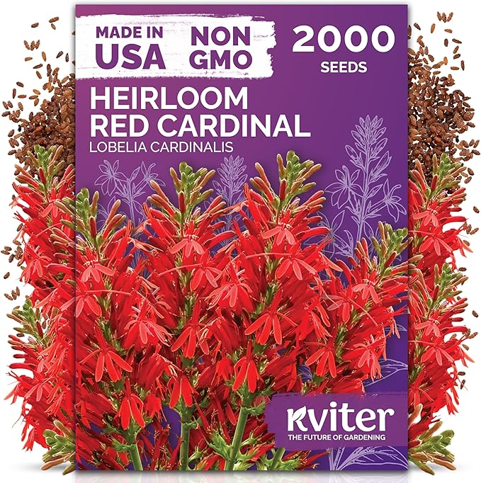 KVITER 2000 Red Cardinal Flower Seeds (Lobelia cardinalis) – Lobelia Garden Seeds for Planting, Cardinal Perennial Flower Seed Packets – Native Wildflower Plant for Outdoor Garden, Containers