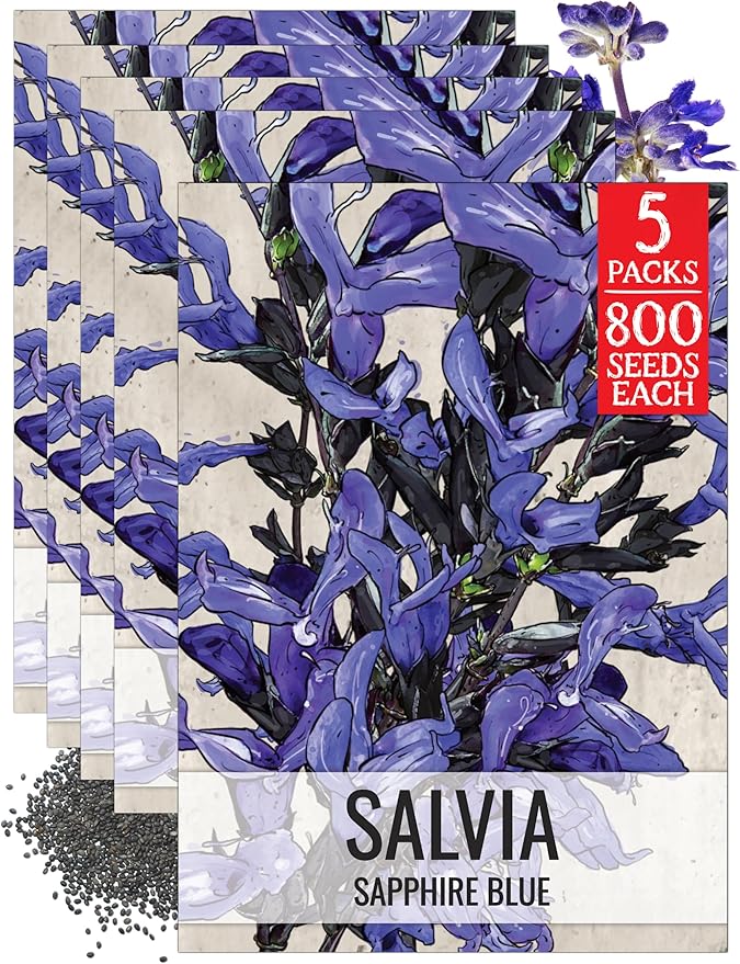 Seed Needs Sapphire Blue Sage Seeds for Planting - Heirloom & Open Pollinated Salvia - Grow a Butterfly Garden with Perennial Flowering Plants (5 Packs)