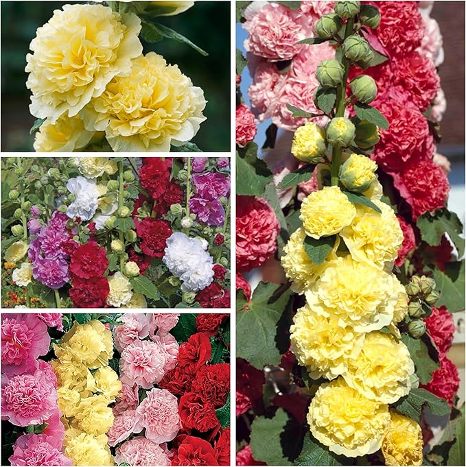 Seed Needs, Mixed Carnival Hollyhock Seeds - Heirloom Seeds for Planting Alcea rosea - Biennial Wildflower that Attracts Pollinators to the Garden (2 Packs)