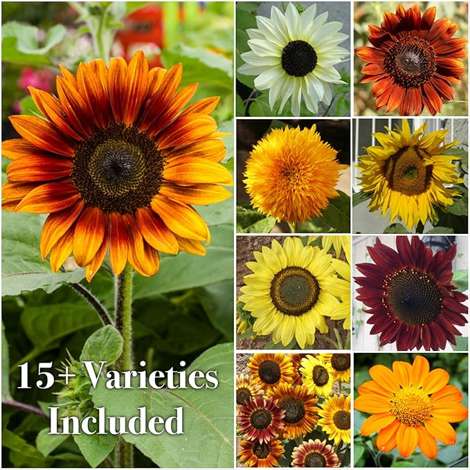 Seed Needs Sunflower Seeds to Plant The Original Crazy Blend | 500+ Heirloom Seeds 15+ Varieties Open Pollinated & Untreated | XL Packet Multicolored Blooms Flower Seed