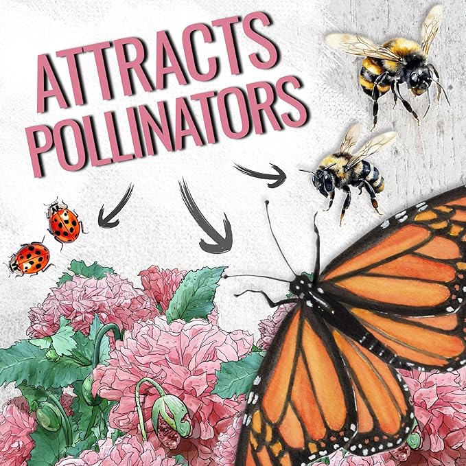 Seed Needs Pale Rose Peony Poppy Seeds for Planting - Heirloom & Open Pollinated Annual Flowers - Pink Ruffled Blooms to Attract Butterflies to the Garden (2 Packs)