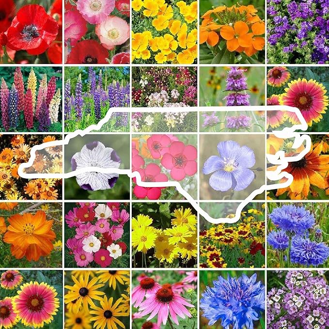 Eden Brothers North Carolina Wildflower Mixed Seeds for Planting, 1 oz, 30,000+ Seeds with Cornflower, African Daisy | Attracts Pollinators, Plant in Spring or Fall, Zones 3, 4, 5, 6, 7, 8, 9, 10
