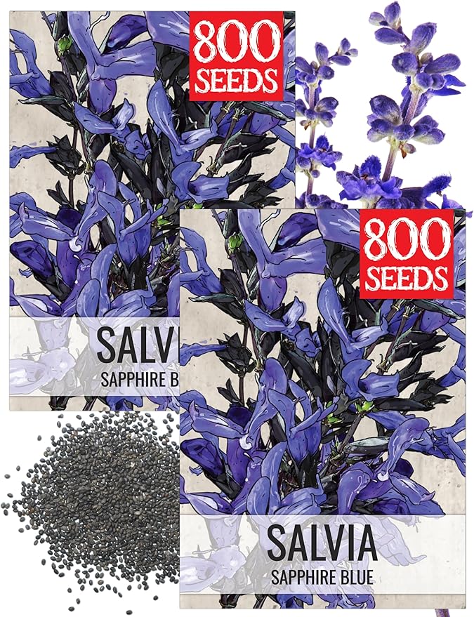 Seed Needs Sapphire Blue Sage Seeds for Planting - Heirloom & Open Pollinated Salvia - Grow a Butterfly Garden with Perennial Flowering Plants (2 Packs)