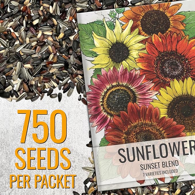 Seed Needs Sunflower Seeds to Plant Sunset Blend 7 Varieties Mix | 750+ Seeds Helianthus Annuus Heirloom Open Pollinated XL Packet | Multicolored Sun Flowers Garden Favorite
