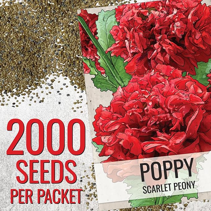 Seed Needs Scarlet Peony Poppy Seeds for Planting - Heirloom & Open Pollinated Annual Flowers - Red Ruffled Blooms to Attract Butterflies to the Garden (1 Pack)