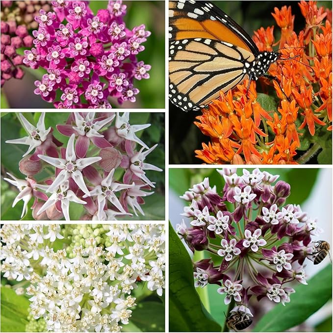 Seed Needs Milkweed Seeds to Plant a Butterfly Garden for Attracting Monarch Butterflies - Collection of Pink, Orange & White Asclepias Milk Weed Variety Pack (5 Packs)