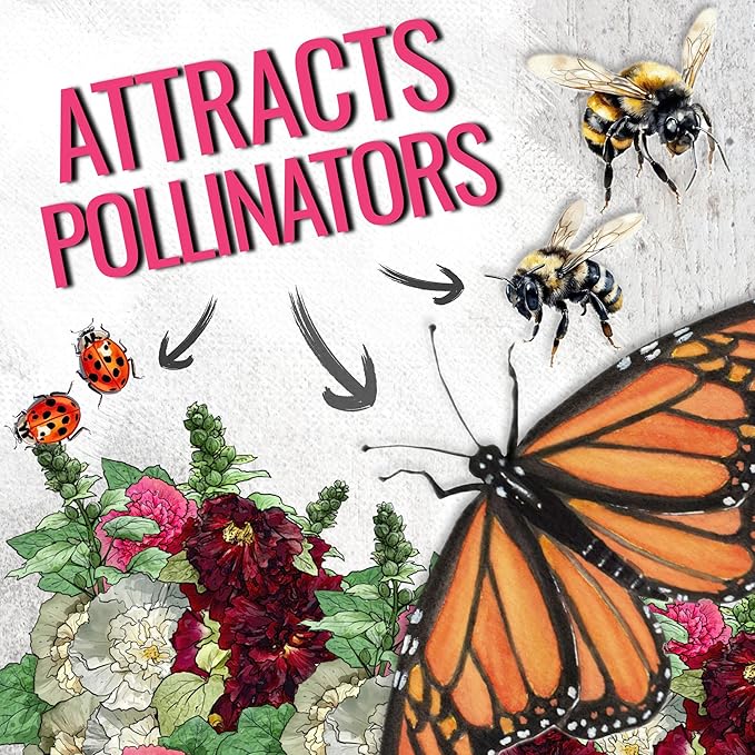 Seed Needs, Double Majorette Hollyhock Seeds - 100 Heirloom Seeds for Planting Alcea rosea - Mixed Biennial Flower that Attracts Pollinators to The Garden (5 Packs)