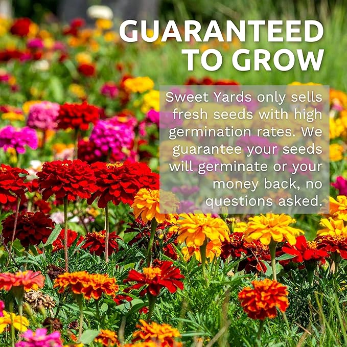 Zinnia Seeds - California Giants Mix - Large 1 Ounce Packet - 3,000 Flower Seeds - Mixed Colors and Large Blooms