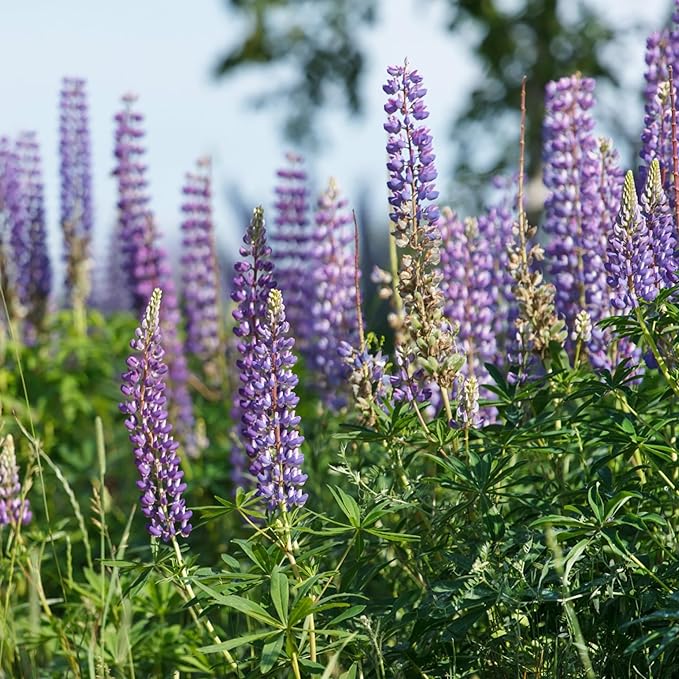 Seed Needs Wild Perennial Lupine Seeds for Planting Heirloom & Open Pollinated Flowers - Attractive Flowers Perfect for a Butterfly Garden to Attract Pollinators (1 Pack)