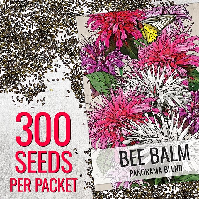 Seed Needs Panorama Mixed Bee Balm Seeds for Planting - Heirloom & Open Pollinated Perennial - Mixture of Colorful Flowers to Grow a Butterfly Garden (1 Pack)