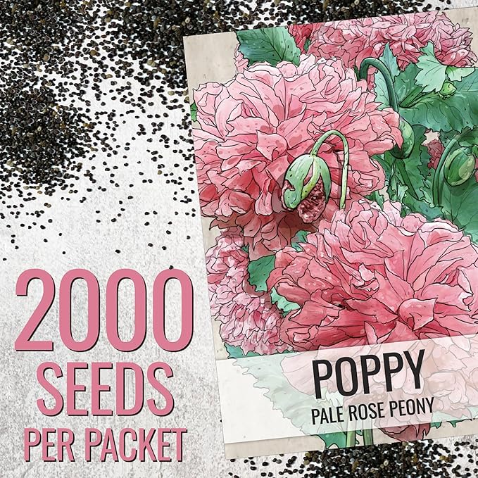 Seed Needs Pale Rose Peony Poppy Seeds for Planting - Heirloom & Open Pollinated Annual Flowers - Pink Ruffled Blooms to Attract Butterflies to the Garden (1 Pack)