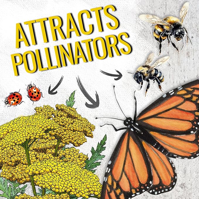 Seed Needs Gold Yarrow Seeds for Planting Yellow Achillea filipendulina - Heirloom & Open Pollinated Perennial Flowers to Attract Monarch Butterflies to a Butterfly Garden (5 Packs)