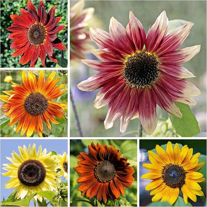 Seed Needs Sunflower Seeds to Plant Sunset Blend 7 Varieties Mix | 1000+ Seeds Helianthus Annuus Heirloom Open Pollinated Bulk Flower Seed | Multicolored Sun Flowers