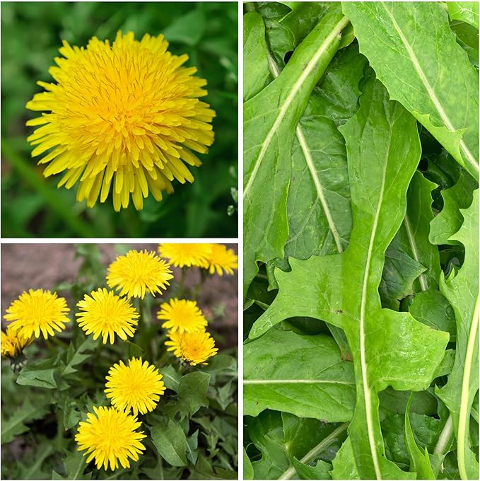 Seed Needs Dandelion Seeds for Planting Traxacum officinale - Non-GMO Heirloom & Untreated Garden Seed to Plant Dandelions for Herbal Uses & Edible Salads (2 Packs (1,000 Seeds))