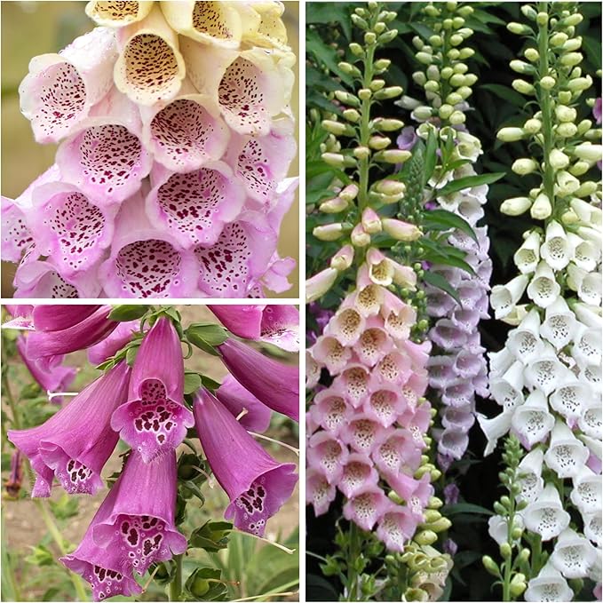 Seed Needs Foxglove Seeds for Planting Excelsior Mix Fox Glove - Heirloom & Open Pollinated Flowers to Plant an Outdoor Butterfly Garden with Colorful Wildflowers (1 Pack)