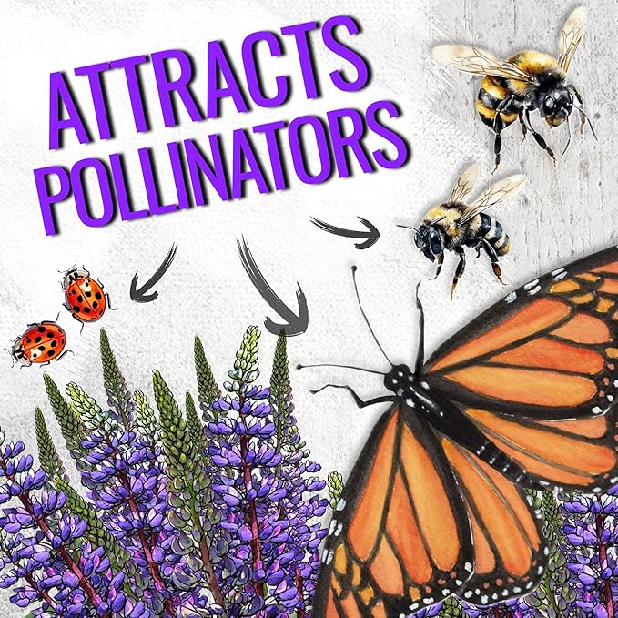Seed Needs Wild Perennial Lupine Seeds for Planting Heirloom & Open Pollinated Flowers - Attractive Flowers Perfect for a Butterfly Garden to Attract Pollinators (1 Pack)