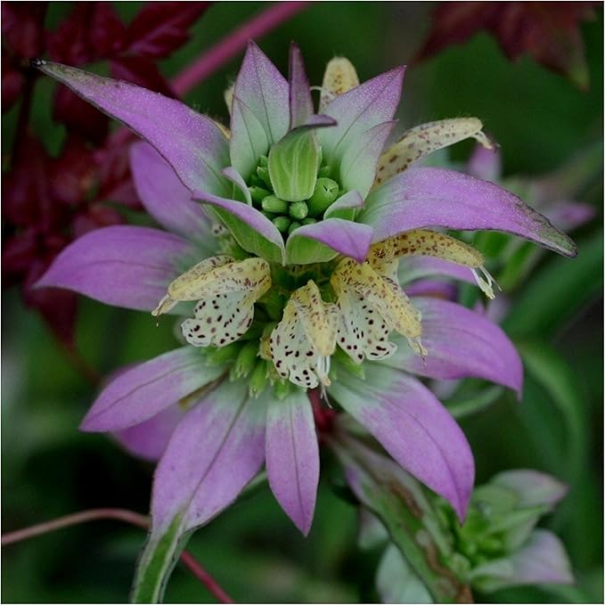Seed Needs Bee Balm Seeds for Planting a Collection of Monarda Flowers - Heirloom & Open Pollinated Flower Seed to Plant an Outdoor Butterfly Garden (Includes Wild Bergamot, Horsemint & Lemon Mint)