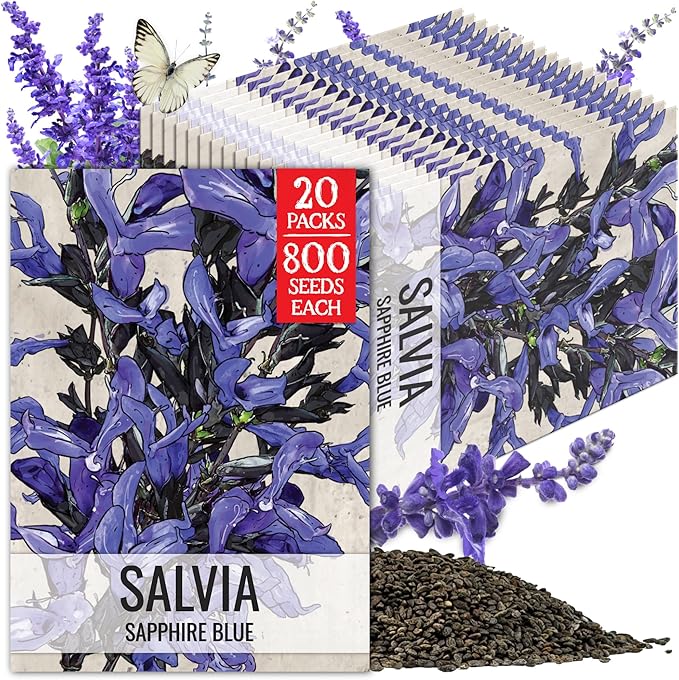 Seed Needs Sapphire Blue Sage Seeds for Planting - Heirloom & Open Pollinated Salvia - Grow a Butterfly Garden with Perennial Flowering Plants (20 Packs)