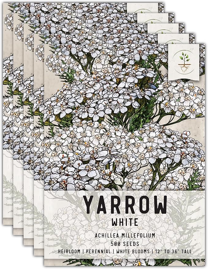 Seed Needs, White Yarrow Seeds - 500 Heirloom Seeds for Planting Achillea millefolium - Perennial Host Plant to Attract Monarch Butterflies & Other Pollinators (5 Packs)