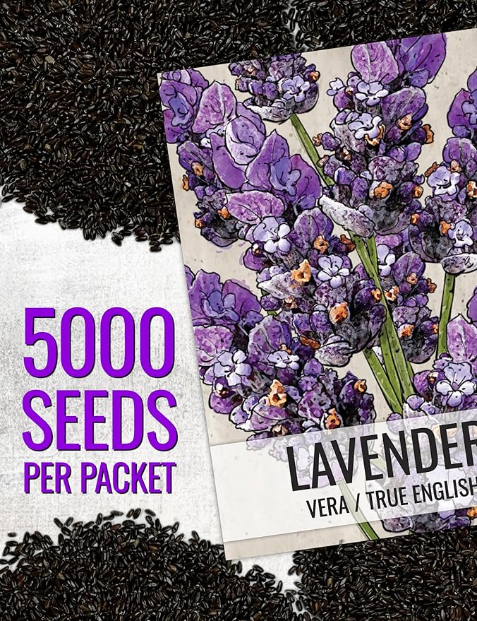 Seed Needs English Lavender Seeds for Planting Lavendula angustifolia Plants - Non-GMO Heirloom & Untreated USA sourced Herb Seeds to Plant Indoors or Outdoors (XL Pack)