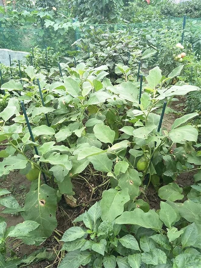 Garden Stakes 48 Inches Steel Plant Stakes Tomato Stakes 4ft Pack of 25