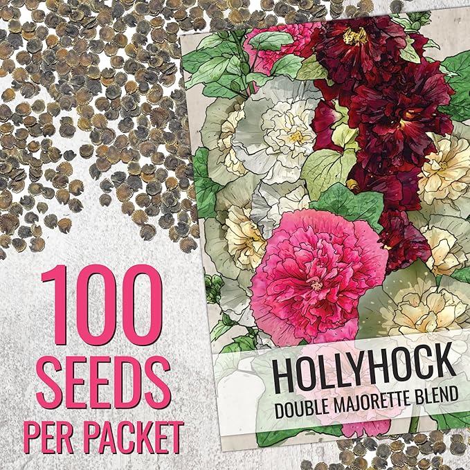 Seed Needs, Double Majorette Hollyhock Seeds - 100 Heirloom Seeds for Planting Alcea rosea - Mixed Biennial Flower that Attracts Pollinators to The Garden (2 Packs)