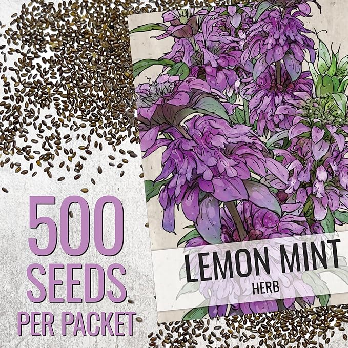 Seed Needs Lemon Mint Seeds for Planting Monarda citriodora Herbs - Grow a Non-GMO Heirloom & Untreated Medicinal Herb Garden Indoors or Outdoors - Popular in Herbal Tea (1 Pack)