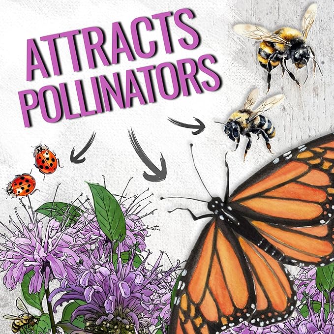 Seed Needs Bee Balm Seeds for Planting Wild Bergamot - Heirloom & Open Pollinated Perennial Flowers to Grow a Butterfly Garden to Attract Bees, Butterflies & Other Pollinators (1 Pack)