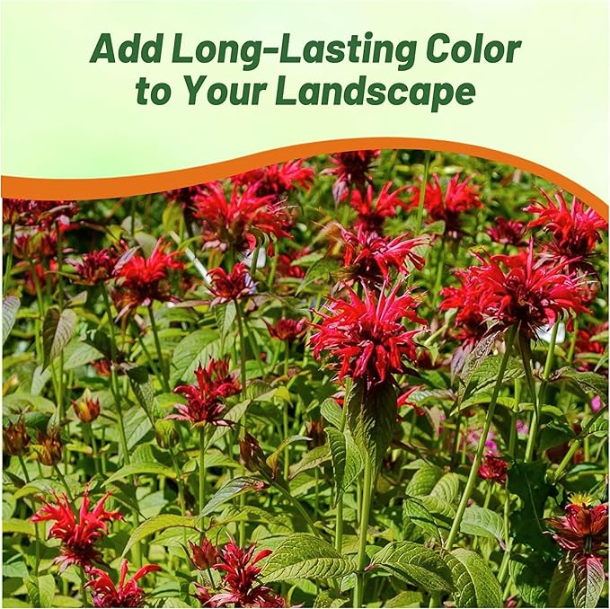 Outsidepride Scarlet Bee Balm Seeds - 500 Pcs Perennial, Easy to Grow & Pollinator Friendly Monarda Didyma Flower Seeds for Planting Mint Scented Leaves & Edible Blooms, Ideal for Teas & Potpourri