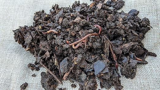 BROTHERS WORM FARM - 1/2 LB (~500) Red Wiggler Compost Worm Blend. Live Worms for Composting and Creating Worm Castings at Home. Ideal for Worm Composters, Gardens, and Worm Bins.