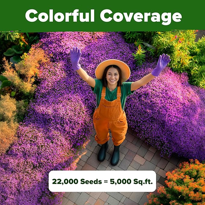 HOME GROWN Purple Creeping Thyme Seeds Non-GMO Ground Cover Flowers 22000+ Edible Herb Seeds for Planting Lawns & Paths 3g Perennial Thymus serpyllum