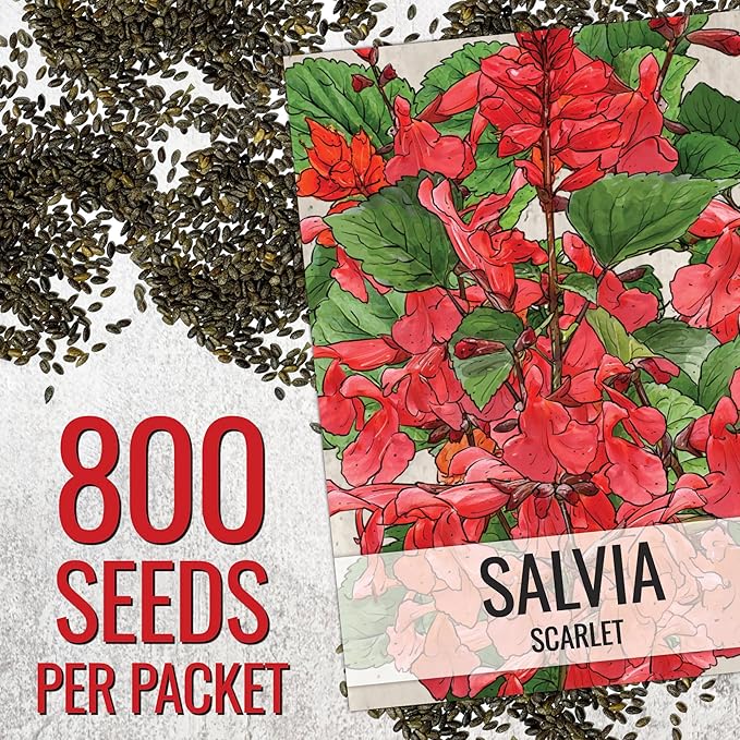 Seed Needs, Scarlet Red Sage Seeds - 800 Heirloom Seeds for Planting Salvia coccinea - Perennial Wildflower for an Outdoor Garden, Open Pollinated & Attracts Pollinators (5 Packs)