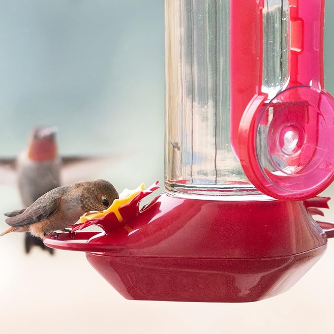 Perky-Pet Window-Mounted Glass Hummingbird Feeder - 14 fl oz Nectar Capacity - Entertaining Bird Watching - Glass Window Bird Feeder - 455-2 - Family Birdwatching